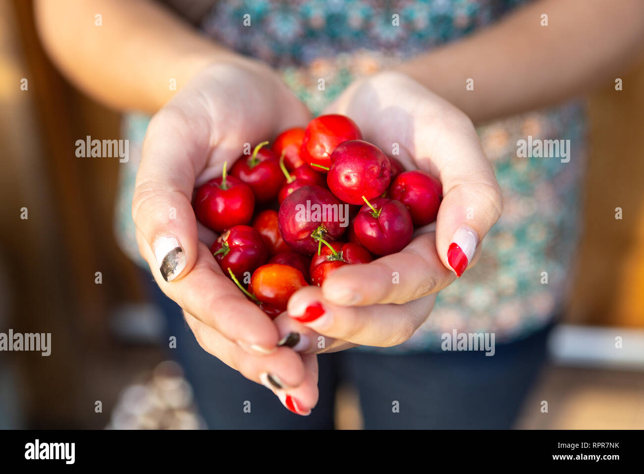 Nahaufnahme der Frau Hand voll frischen' cherry Früchte Acerola". Die acerola Saft enthält 40 bis 80 mal mehr Vitamin C als Zitronen- oder Orangensaft. Stockfoto
