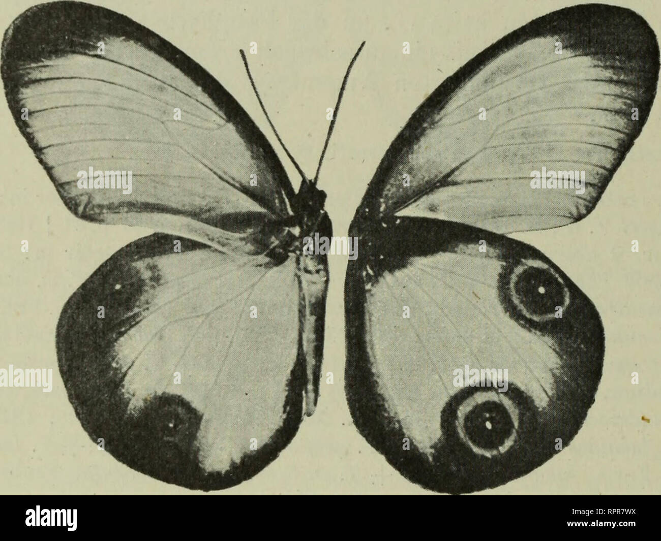 . Amathusiidae. Amathusiidae. 186 Amathusiidae: 9. Taenaris distalen Rande stadtsalon wird. Der hintere Fleck Orig. deutlich aufgetragen: eine kleine schwarze Scheibe mit bläulichem Mittelpunkte und trübgelbera Damenmode, das Ganze unscharf graubraun umrandet, im übrigen ein heller, Gelb - licher und konzentrisch dunkler Ring von unten durchscheinend. Auf der Unterseite sterben Besäumung allerseits tiefer schwarzbraun, am Hinterrande breiter, der vordere Augenfleck etwa zur Lehrwerk im saume, der hintere nur mit dem distalen Teile Thunfischwadenfänger braunen Berandung, seltener weiter, mit dem Saume verflossen. Beide Au Stockfoto