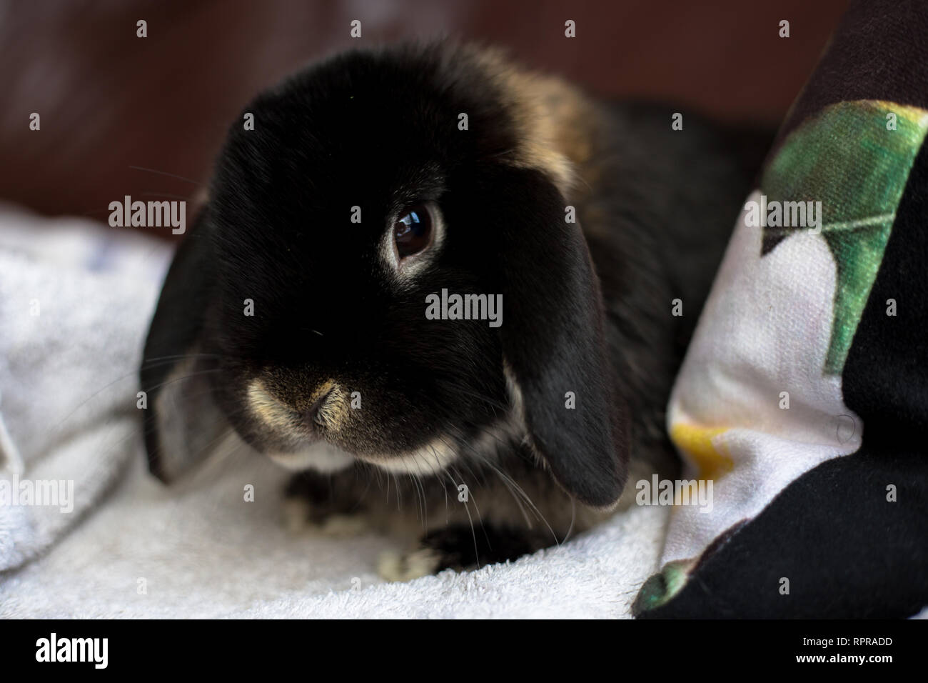 Otter Mini Lop Kaninchen im Innenbereich Stockfoto