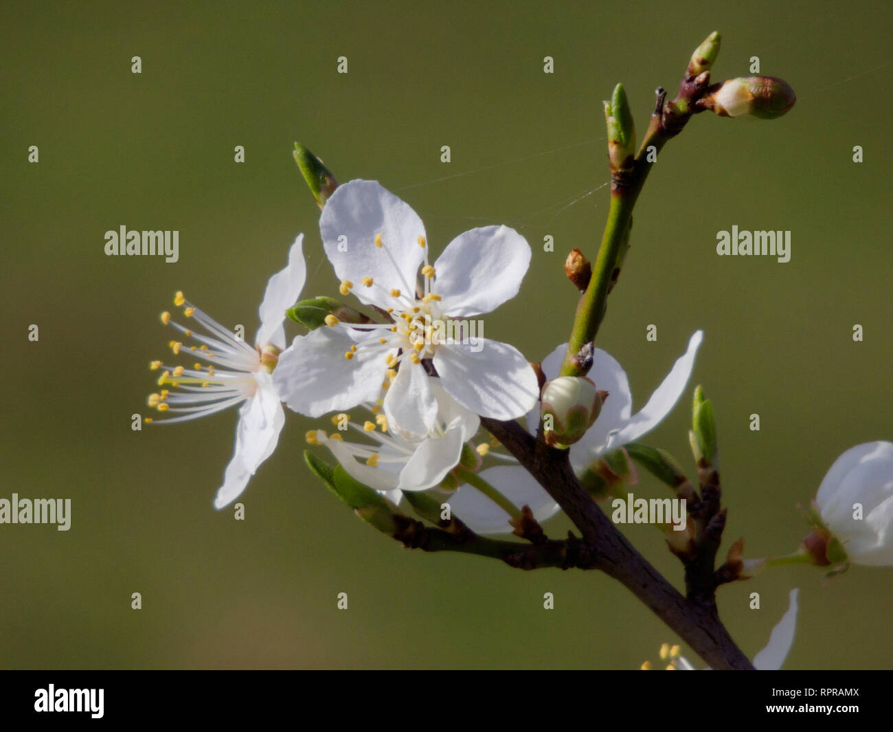 Blackthorn oder Schwarze Dorn Blossom (Prunus spinosa) Blühende, Großbritannien Stockfoto