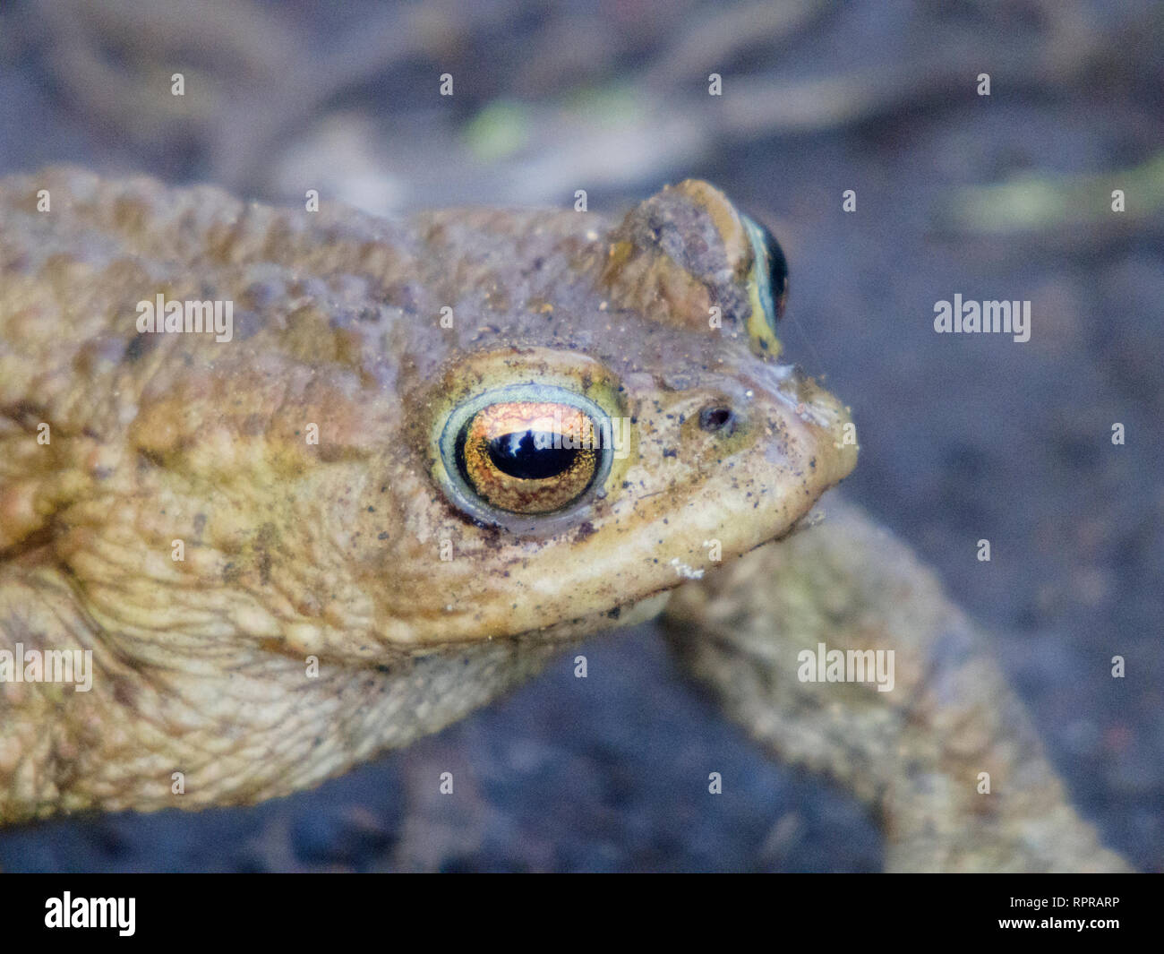 Erdkröte Bufo bufo Amphibien Stockfoto