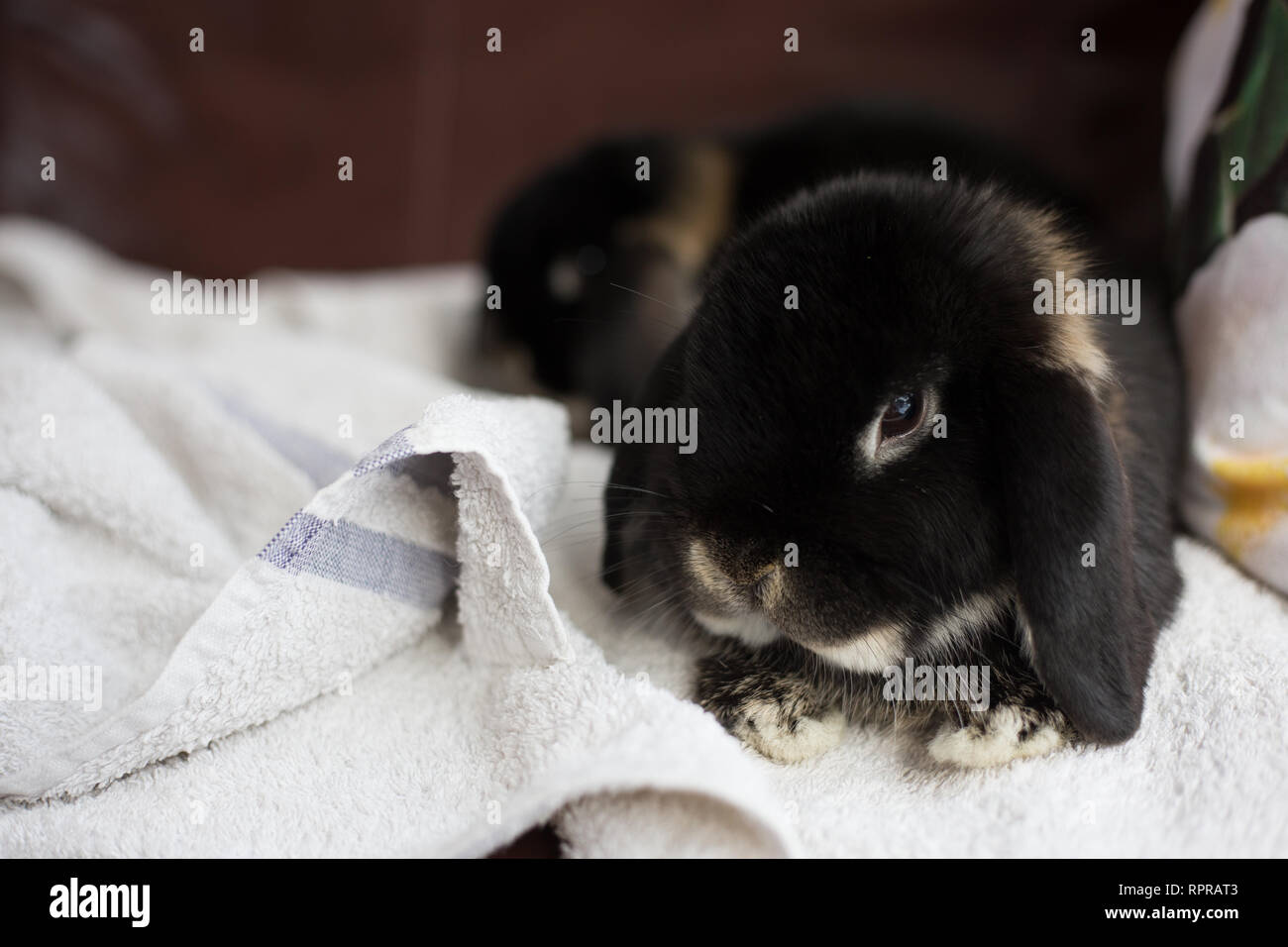 Otter Mini Lop Kaninchen im Innenbereich Stockfoto
