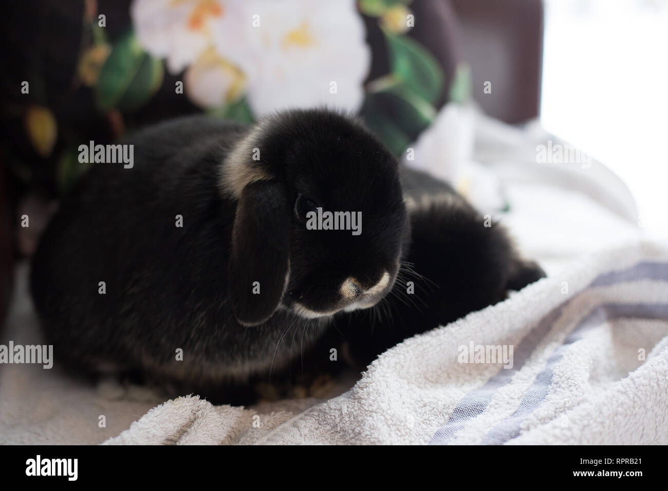Otter Mini Lop Kaninchen im Innenbereich Stockfoto