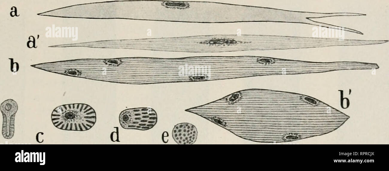 . Allgemeine Zoologie und Abstammungslehre. Evolution; Zoologie. Muskeln. 115 niederen, sterben freibeweglichen (Salpen u. a.j den höheren Zustand, und ebenso finden wir den letzteren der Subumbrella mancher Medusen und eine Höhle Schwimmglocken der Siphonophoren. Unter den Krebsen haben sterben festsitzenden Cirripedien fast nur glatte Muskeln, und unter den Landbewohnenden Arthropoden gilt dasselbe für die langsamen und Tardigradeu Peripatus. 2. Dasselbe Organ kann bei verwandten Arten glatt oder Quer- gestreift sein. Der Rachen der Ringelwürmer ist im Allgemeinen glatt, bei Syllis quergestreift. Bei Stockfoto