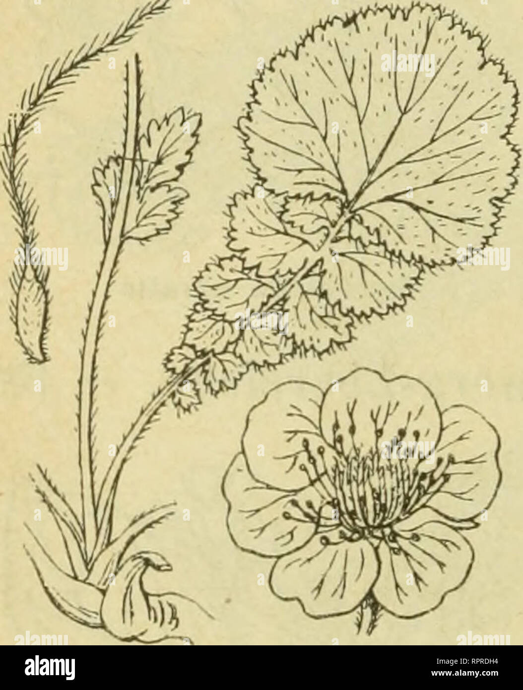 . Alpen-Flora: Westalpen. Berg pflanzen. Rosifloren. 47 Geum reptans (Sieversia). - Tafel 47. -Der Wurzel - llock oberirdirche bildet 10 - 30 cm lange, zarte, beblätterte Ausläufer. Stengel aufrecht 5 - 20 cm hoch. Grundftändige Blätter tief flederlchnittig, mit gezähnten Abfchnitten. Sky einzeln, mit meift fechs gelben Kronblättern. Sterben Früchtchen bilden wie diejenigen der Anemonen ein federiges Köpfchen. Mehrjährig. Juni blüht bis Auguft. Diefelben Befucher: vermutlich wie bei folgender Art Früchtchen mit verlängertem, federförmigem Griffel: Windverbreitung. Spalten fchattiger Felfen, Feu Stockfoto