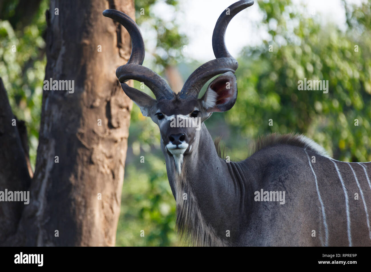 Nahaufnahme des Kopfes und gebogene Hörner männlicher Kudu spiralförmigen Hörnern Antilopen Stockfoto