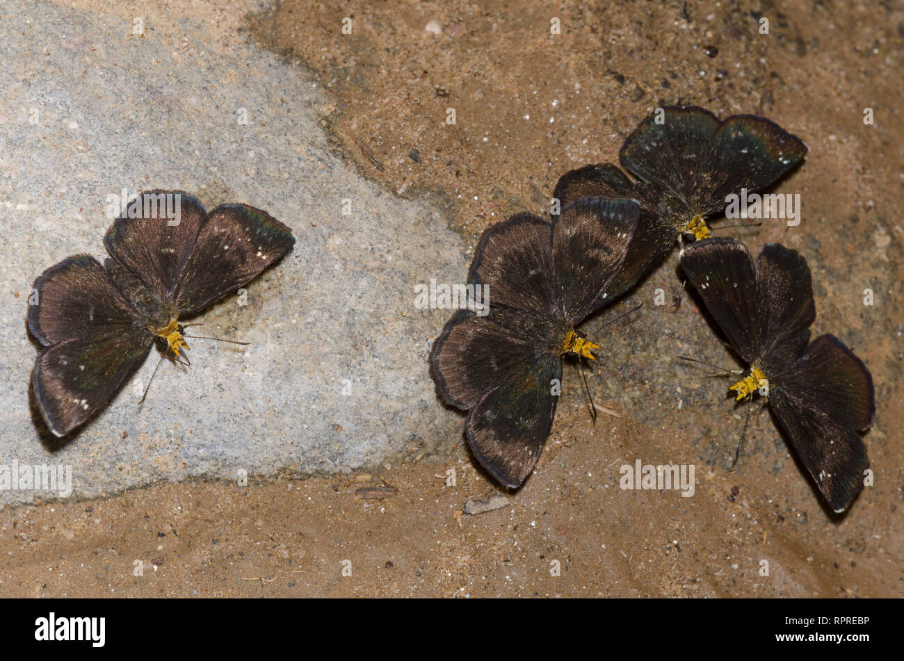 Golden-headed Staphylus Scallopwings, ceos, Männer Schlamm - puddling Stockfoto