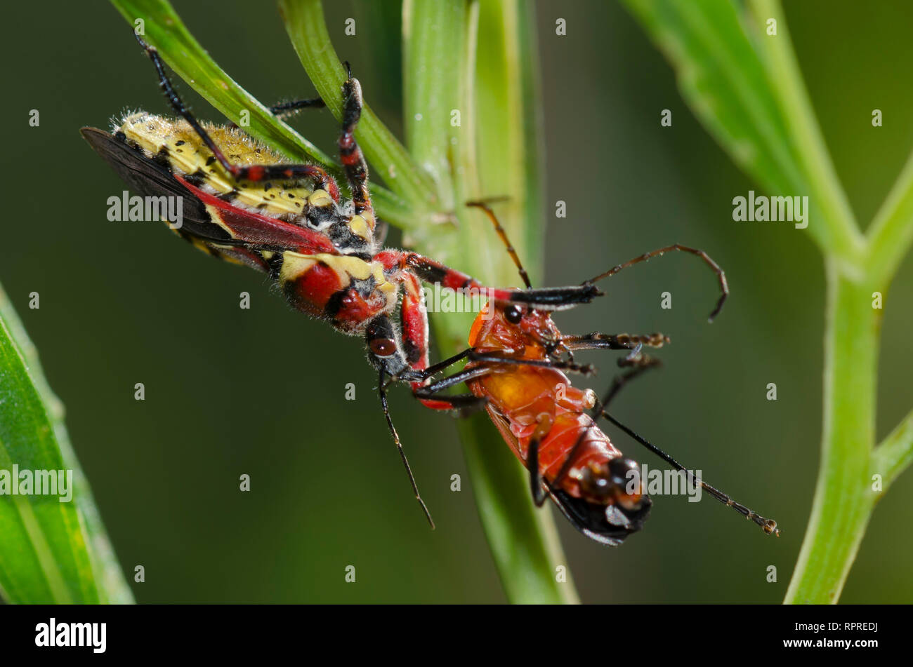 Yellow-bellied Biene Assassin, Apiomerus flaviventris, Fütterung auf gefangenen Soldaten Käfer, Chauliognathus lecontei Stockfoto