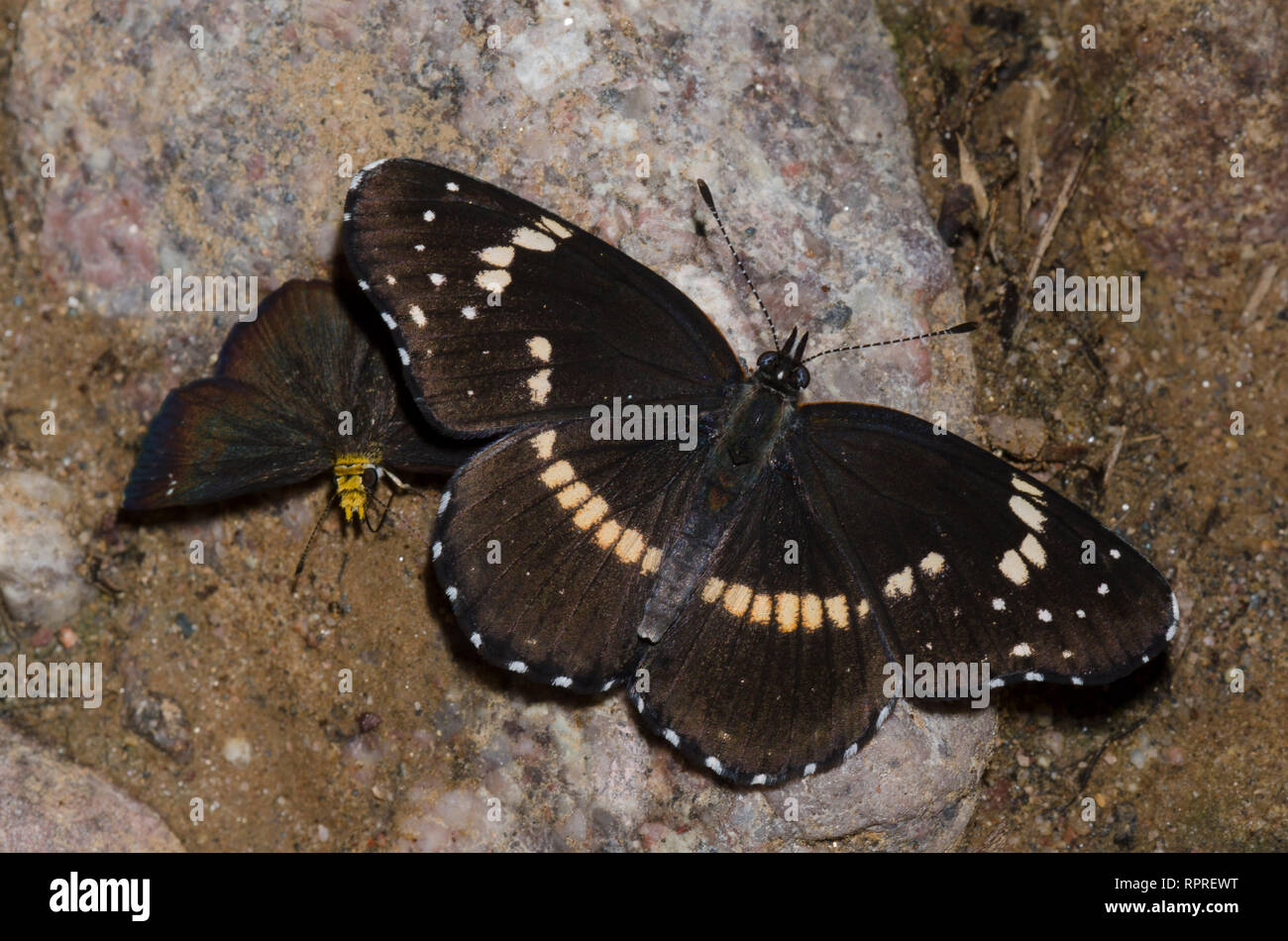 Grenzt Patch, Chlosyne lacinia und Golden-headed Staphylus Scallopwing, ceos, Schlamm - puddling Stockfoto