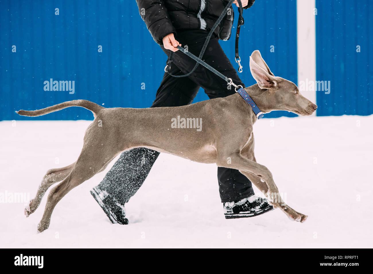 Weimaraner Hund läuft in der Nähe von Mann im Schnee im Winter. Großer Hund Kreuzungen für die Jagd. Stockfoto