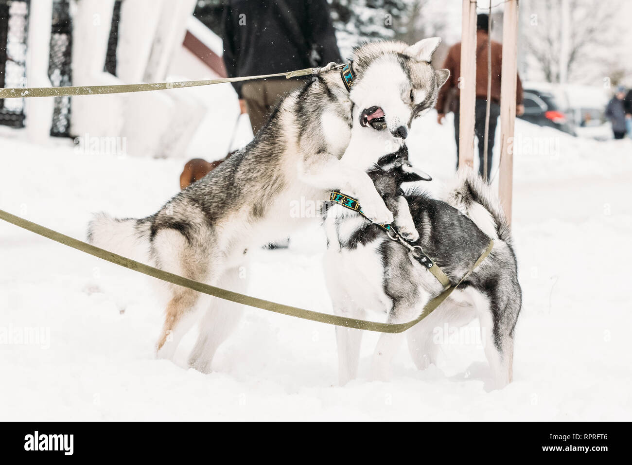 Zwei lustige Husky Hunde spielen gemeinsam im Freien im Schnee im Winter. Stockfoto