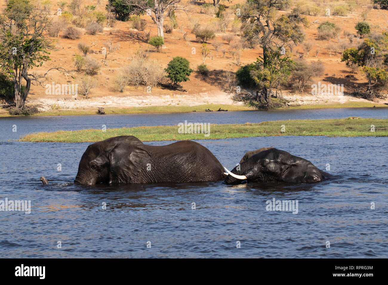 Zwei junge männliche Elefanten kämpfen und schwimmen im Fluss, Chobe National Park, Kasane in Botswana Stockfoto