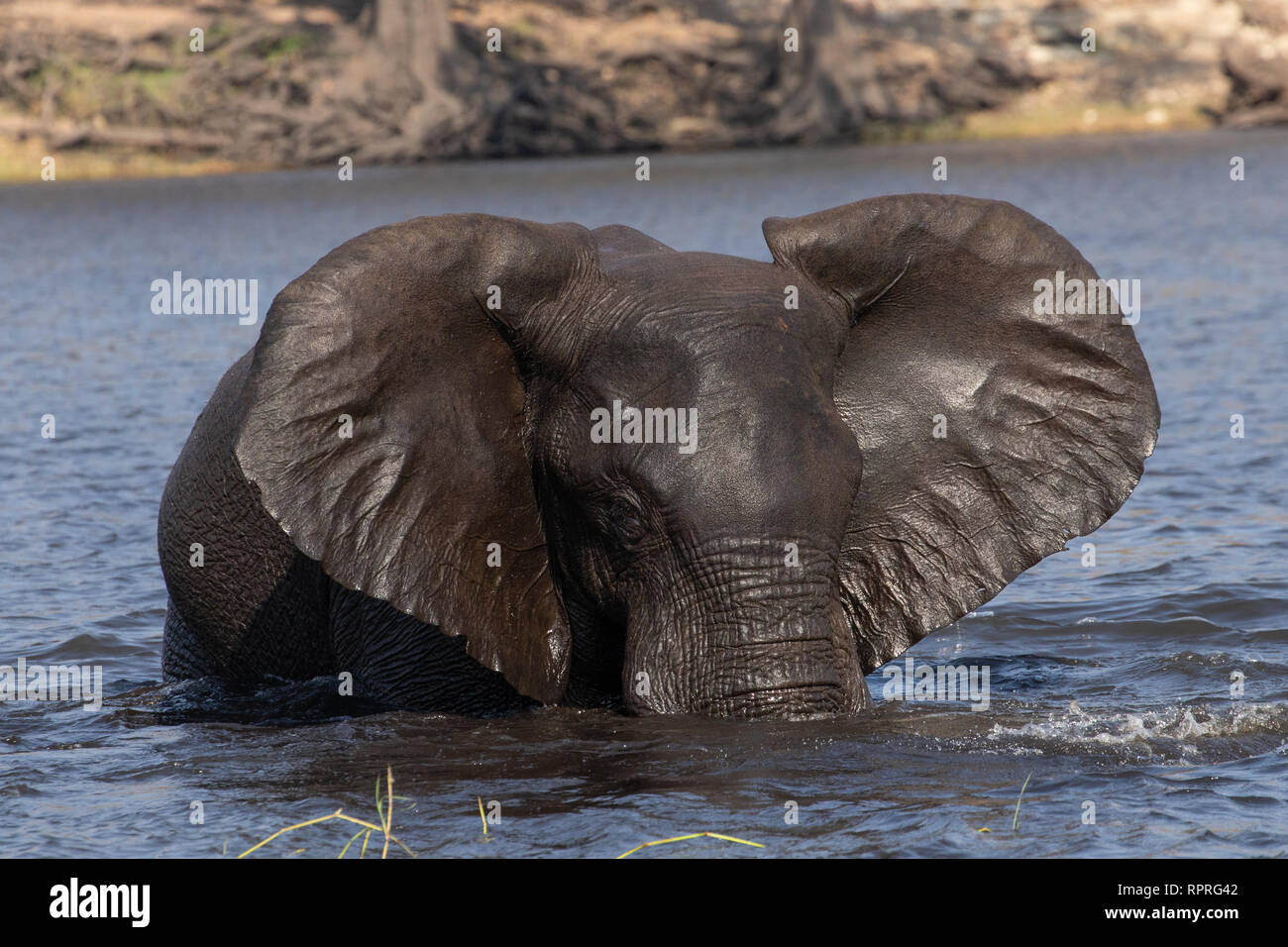 Ein Elefant, der aus einem Schwimmen und einer Wäsche im Fluss mit seinen Ohren hervorkommt, Chobe National Park, Kasane in Botswana Stockfoto