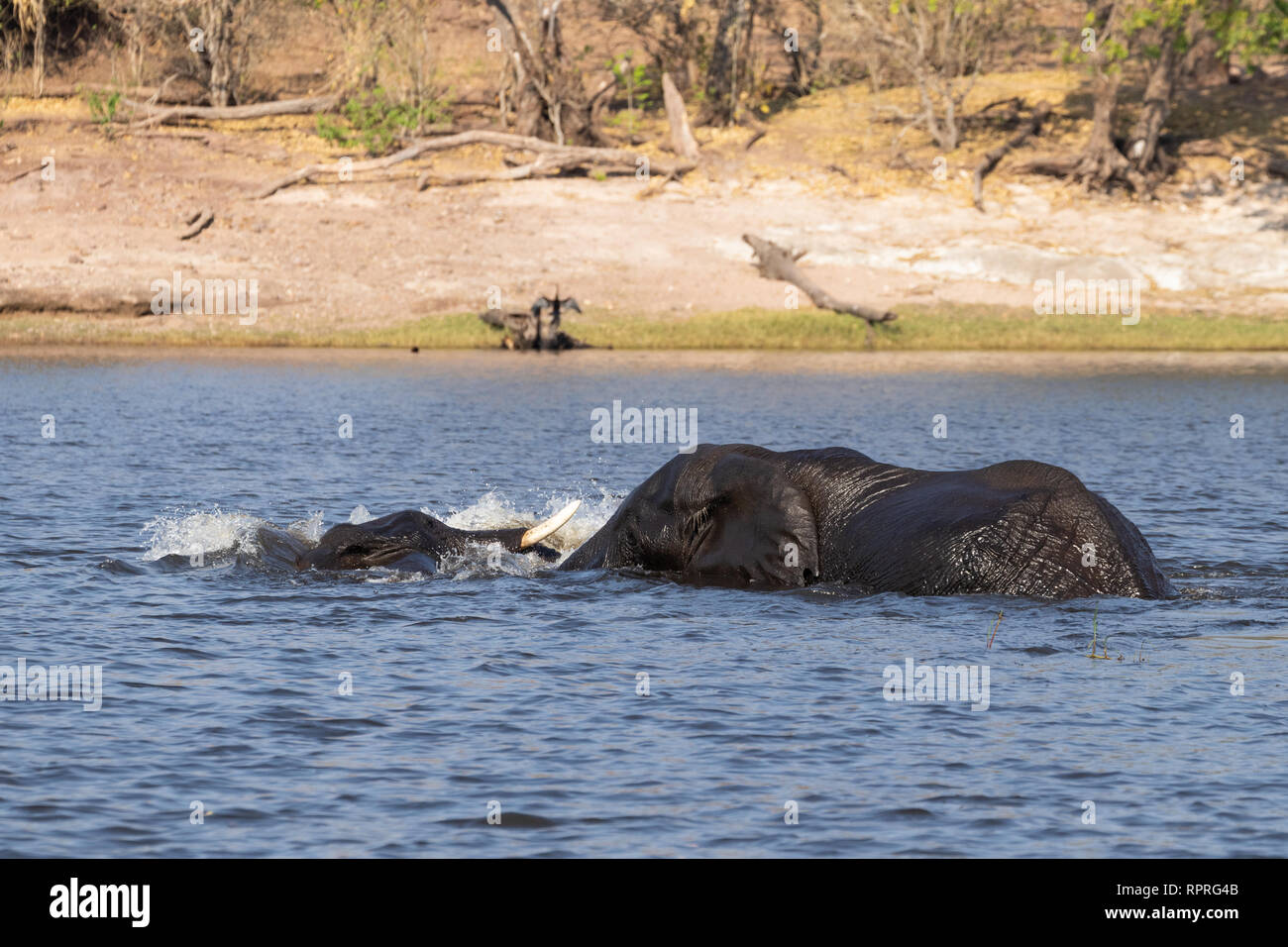 Zwei junge männliche Elefanten kämpfen und schwimmen im Fluss, Chobe National Park, Kasane in Botswana Stockfoto