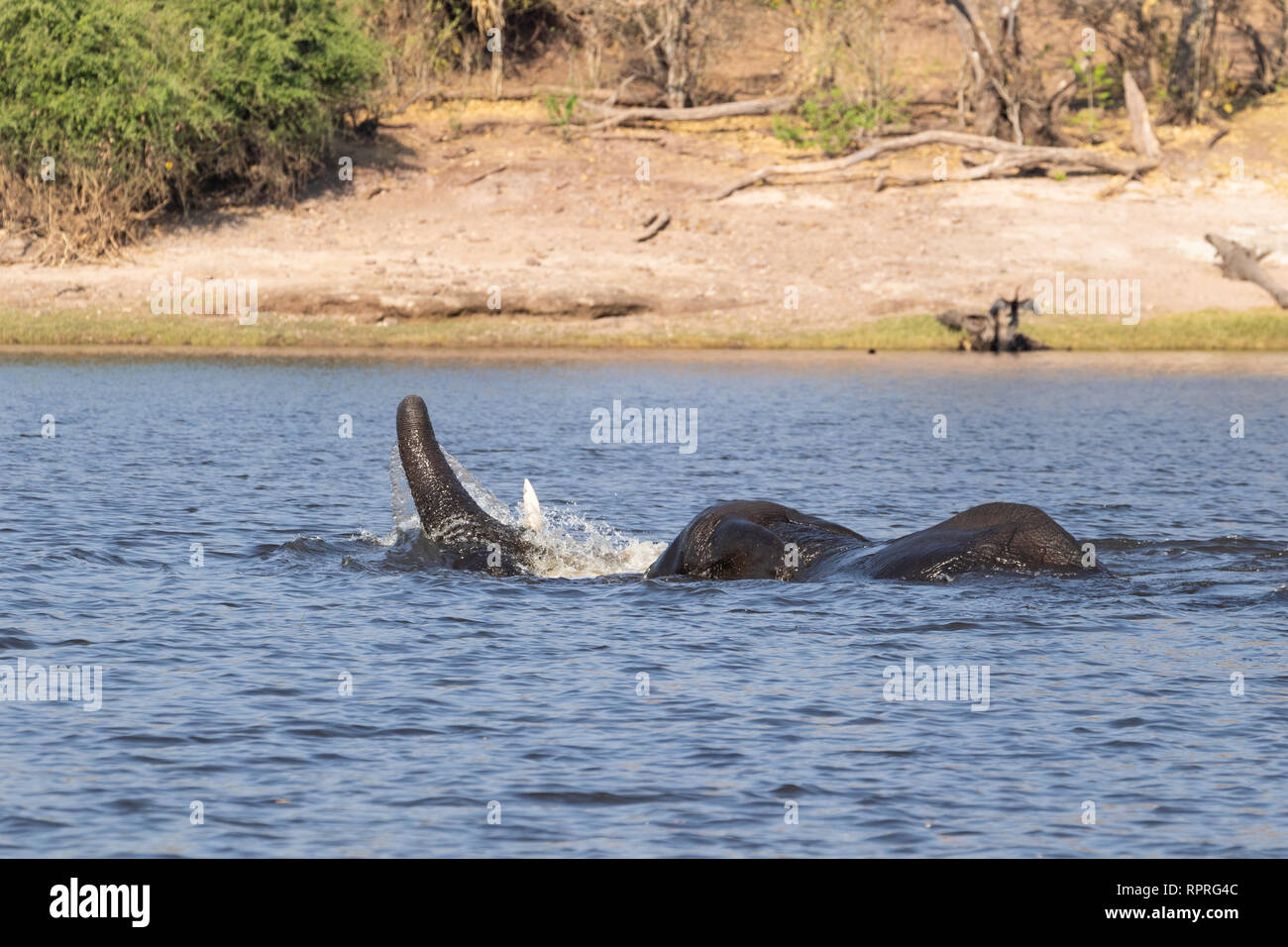 Zwei junge männliche Elefanten kämpfen und schwimmen im Fluss, Chobe National Park, Kasane in Botswana Stockfoto