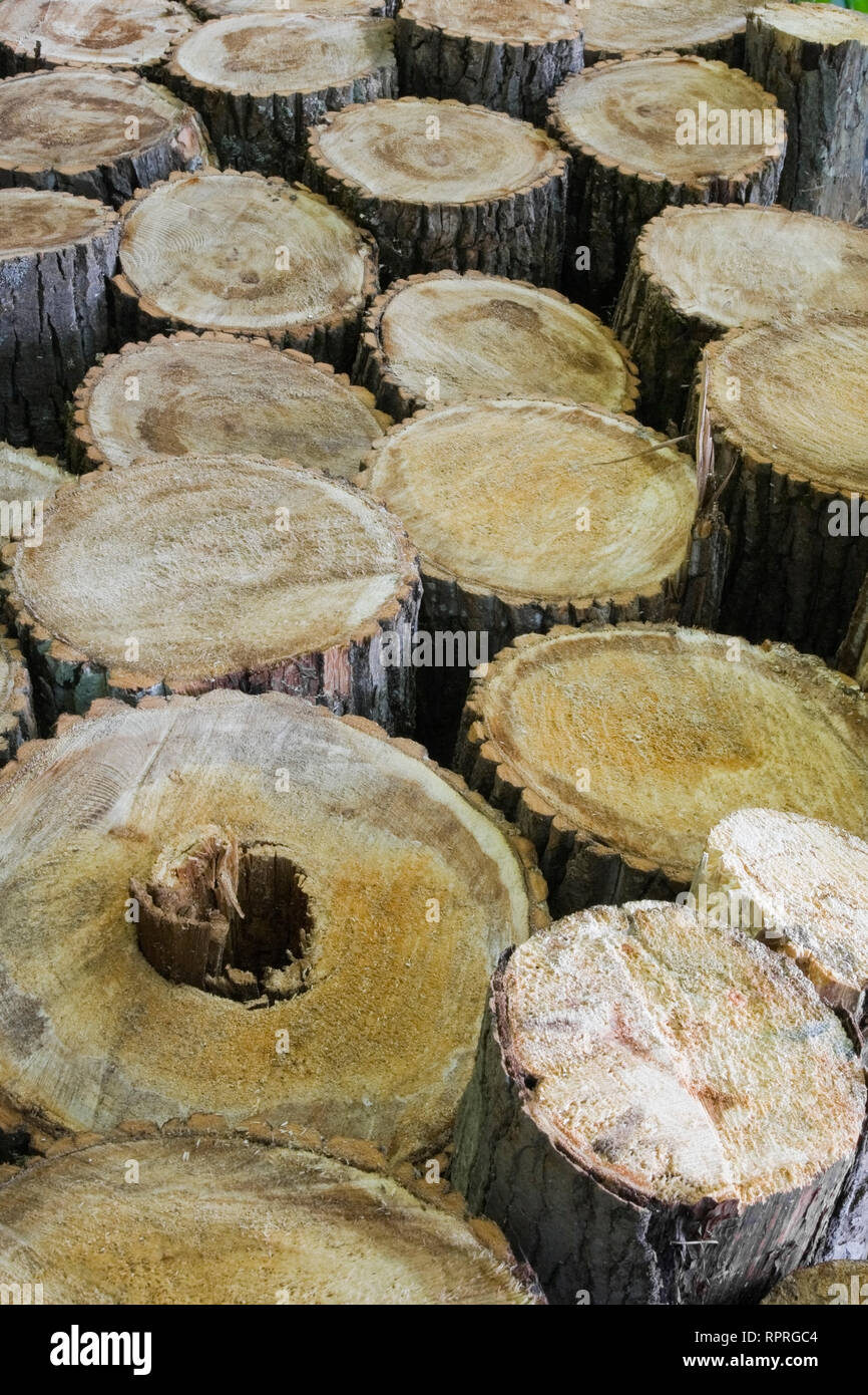 Nahaufnahme der Zeilen von cut Protokolle Stockfoto