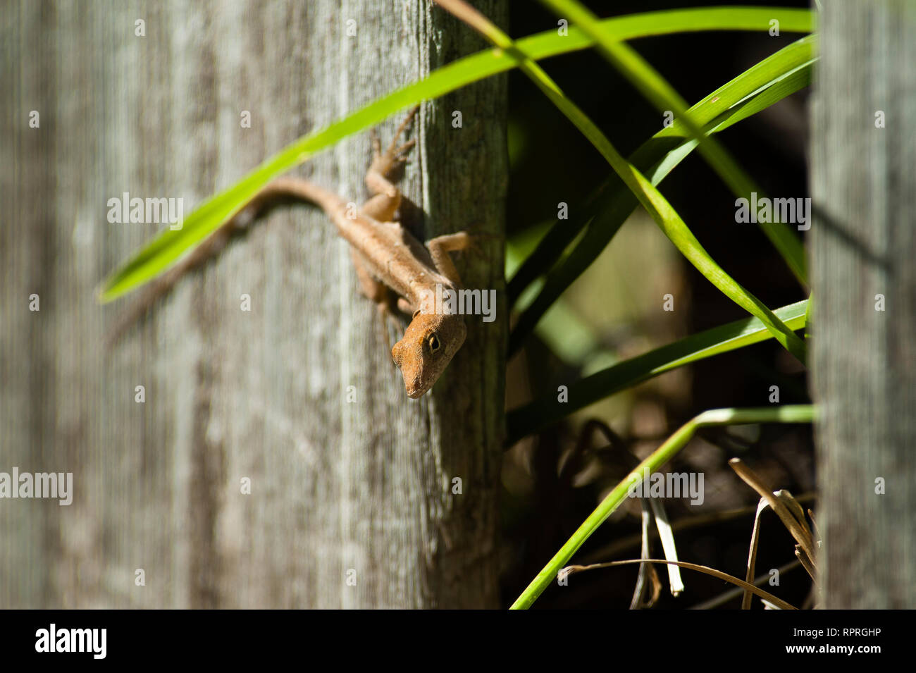 Anole Eidechse in natürlichen Lebensraum in der Nähe von Häusern in Hollywood, Florida. Braun (Bahaman) Anoles konkurrieren mit nativen Carolina Anoles für Nische Platz. Stockfoto