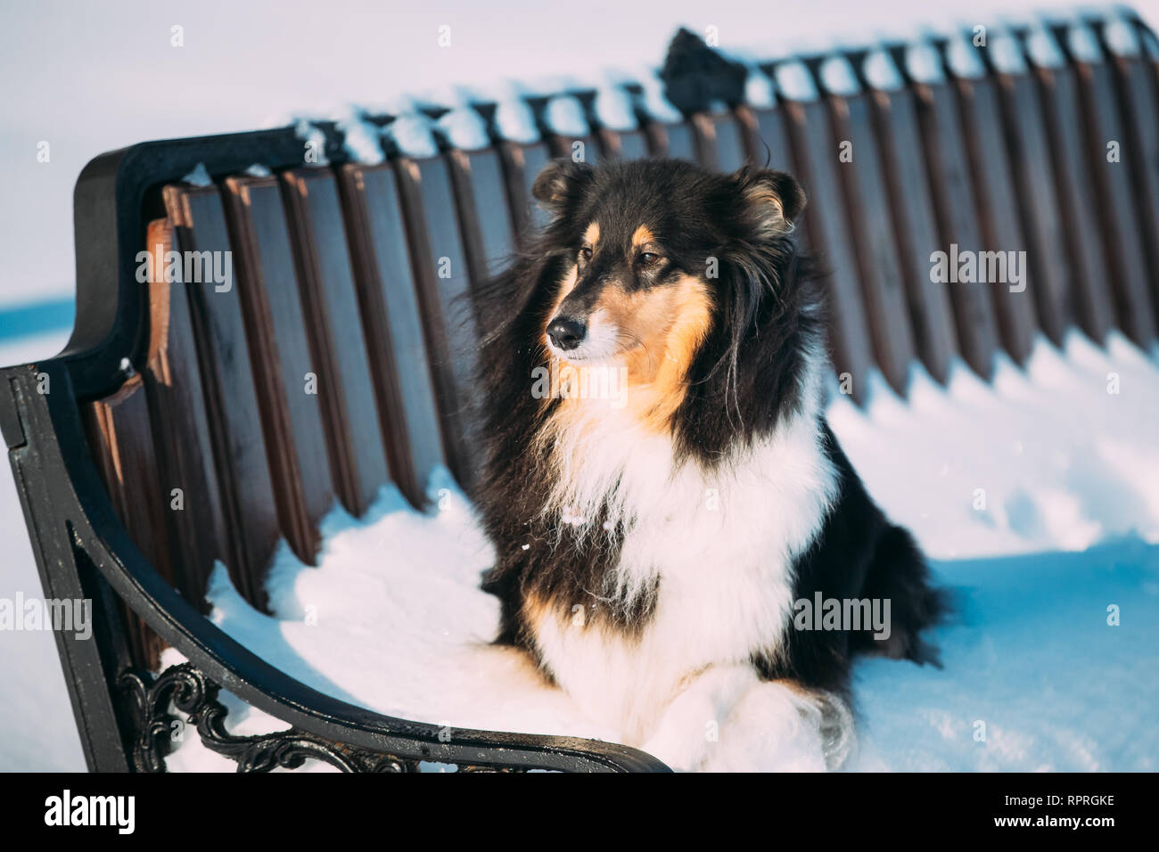Shetland Sheepdog, Sheltie, Collie sitzt auf der Bank im Freien In schneereichen Winter Park Stockfoto