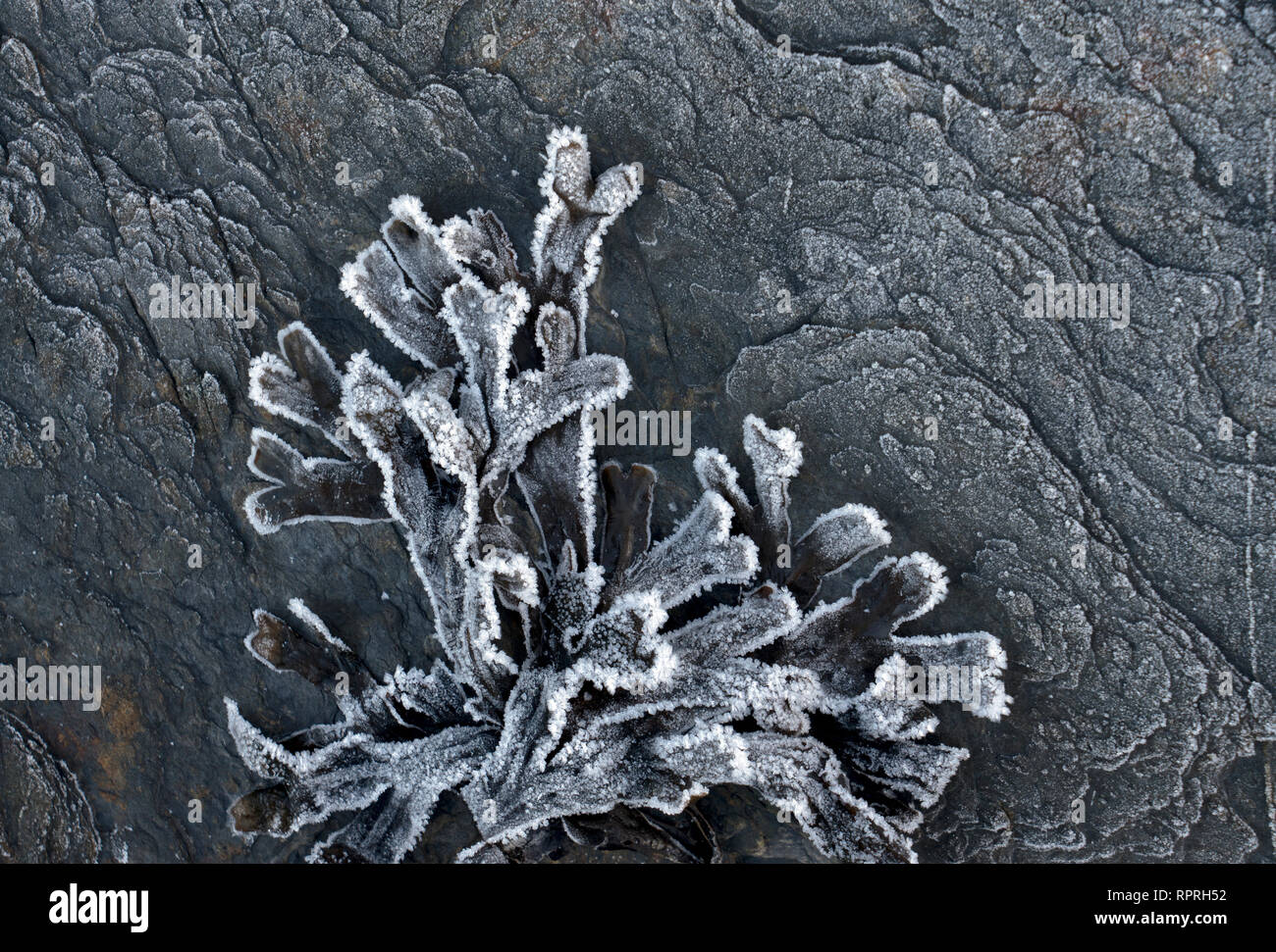 Frost bedeckt Algen rock Seetang auf einem gemusterten Rock im Winter in Südostalaska. Stockfoto