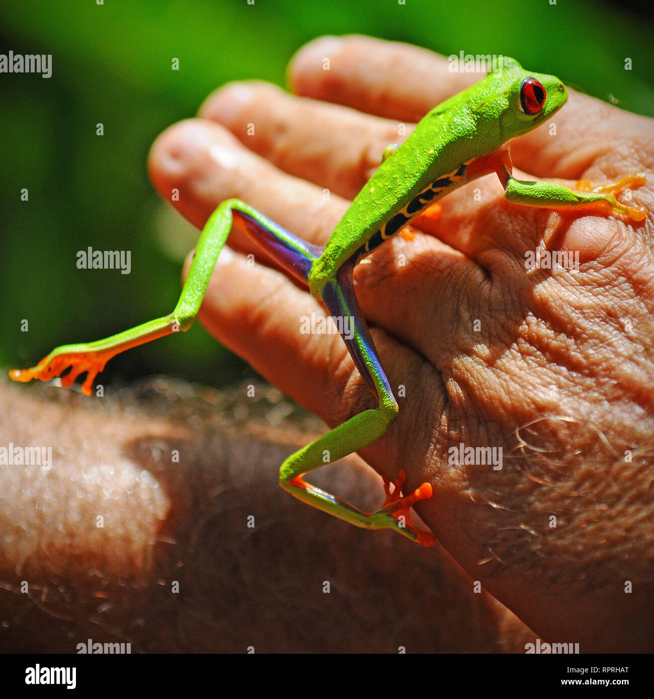 Eine Red Eyed Tree Frog oder Gaudy Leaf Frog (Agalychnis Callidryas) auf eine menschliche Hand im Nationalpark Tortuguero in Costa Rica. Stockfoto