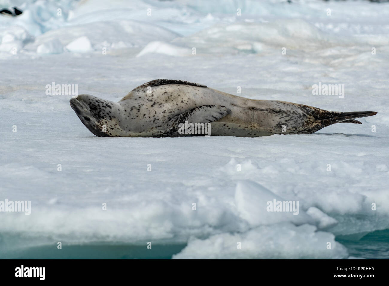Hydrurga leptonyx Leopard Seal, auf Eisscholle im aktiven Sound Stockfoto