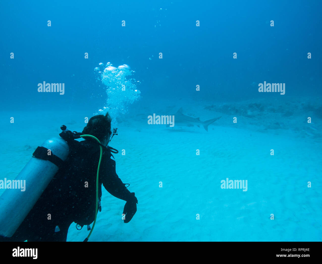 Ein einsamer Scuba Diver mit einem Bull Shark Schließen von im Hintergrund. Stockfoto