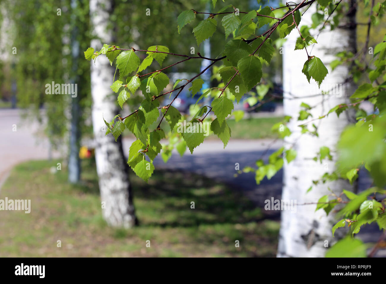 Birke Details - palmkätzchen, Blüten, Blätter und Baumstamm. Bunte Frühjahr/Sommer Bild wurde während der sonnigen Tag in Finnland mit berücksichtigt. Stockfoto