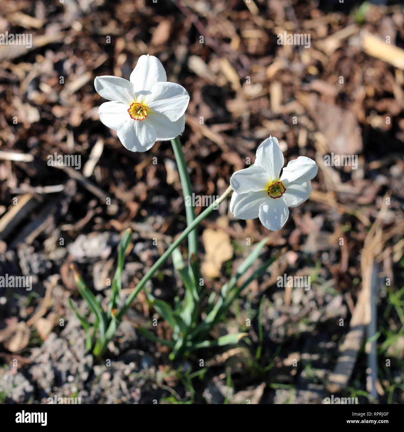 Narzissen fotografiert auf einer Wiese an einem sonnigen Tag in Finnland. Schöne, weiße und orange Blumen in semicloseup Foto. Farbe Bild. Stockfoto