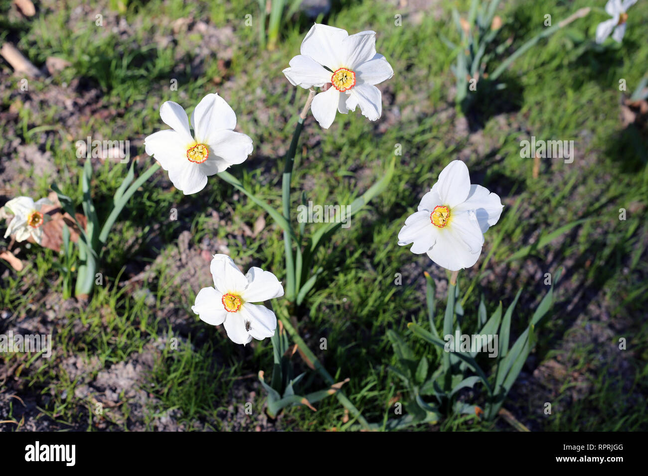 Narzissen fotografiert auf einer Wiese an einem sonnigen Tag in Finnland. Schöne, weiße und orange Blumen in semicloseup Foto. Farbe Bild. Stockfoto