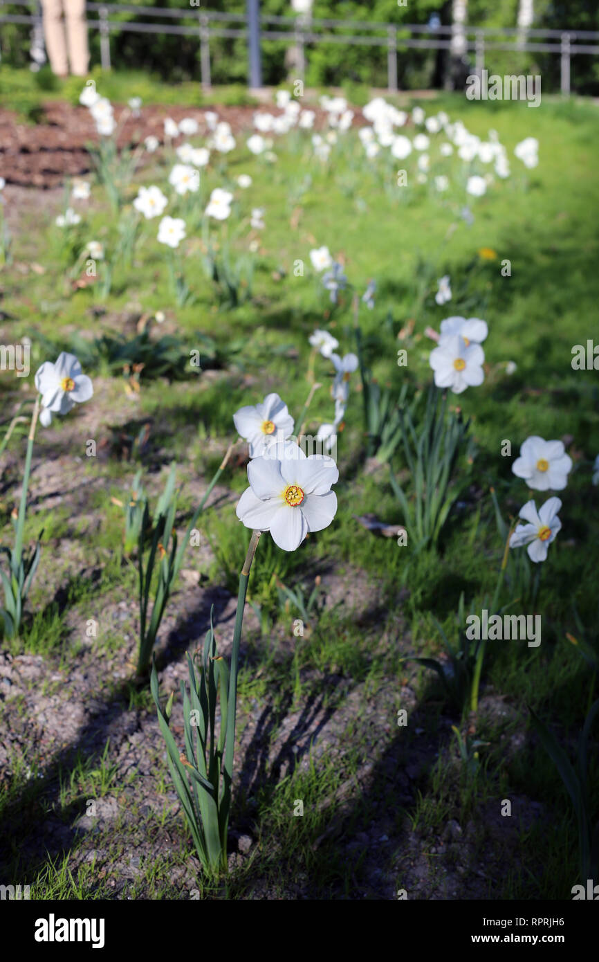 Narzissen fotografiert auf einer Wiese an einem sonnigen Tag in Finnland. Schöne, weiße und orange Blumen in semicloseup Foto. Farbe Bild. Stockfoto