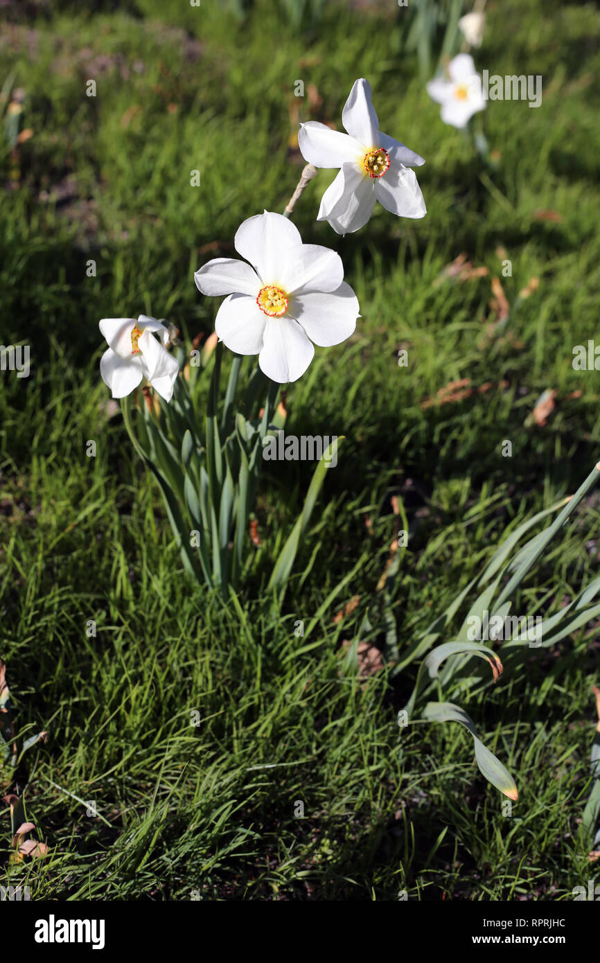 Narzissen fotografiert auf einer Wiese an einem sonnigen Tag in Finnland. Schöne, weiße und orange Blumen in semicloseup Foto. Farbe Bild. Stockfoto