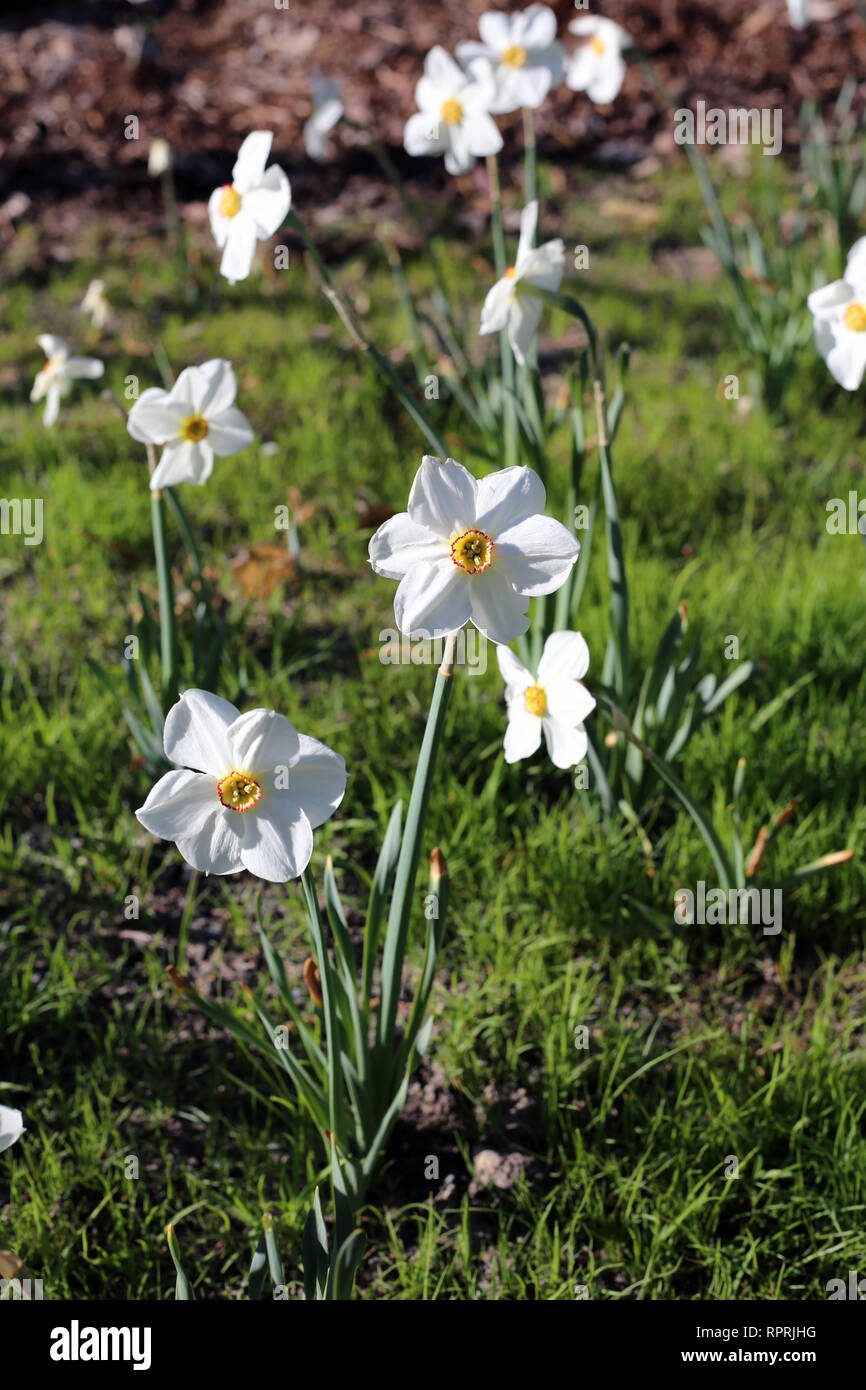 Narzissen fotografiert auf einer Wiese an einem sonnigen Tag in Finnland. Schöne, weiße und orange Blumen in semicloseup Foto. Farbe Bild. Stockfoto