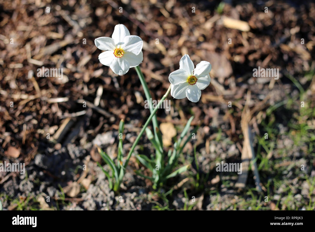 Narzissen fotografiert auf einer Wiese an einem sonnigen Tag in Finnland. Schöne, weiße und orange Blumen in semicloseup Foto. Farbe Bild. Stockfoto