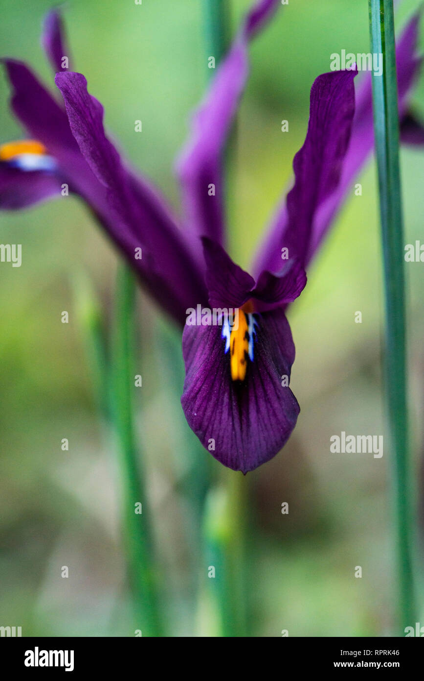 Eine violette Netzlilie (Iris reticulata) Stockfoto