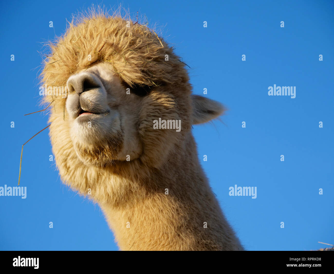 Cute Porträt eines lustigen Weiß Alpaka mit blauen Himmel als Hintergrund Stockfoto