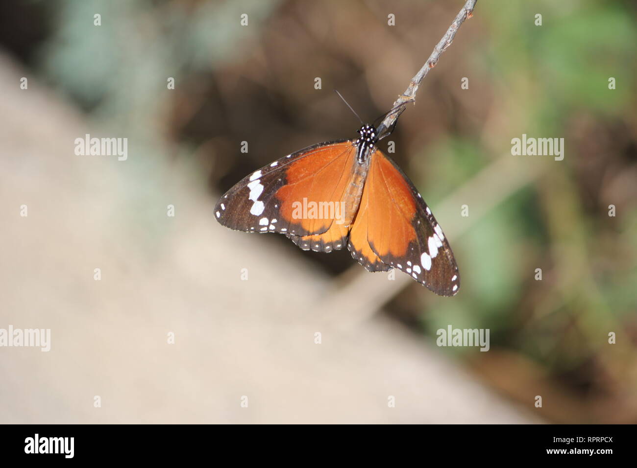 Afrikanischer Monarch (Danaus chrysippus), in der Nähe von Orosei, Sardinien, Italien Stockfoto