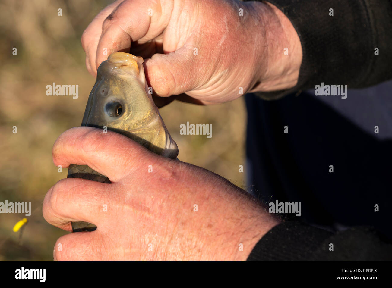 Angler fish -Fotos und -Bildmaterial in hoher Auflösung – Alamy