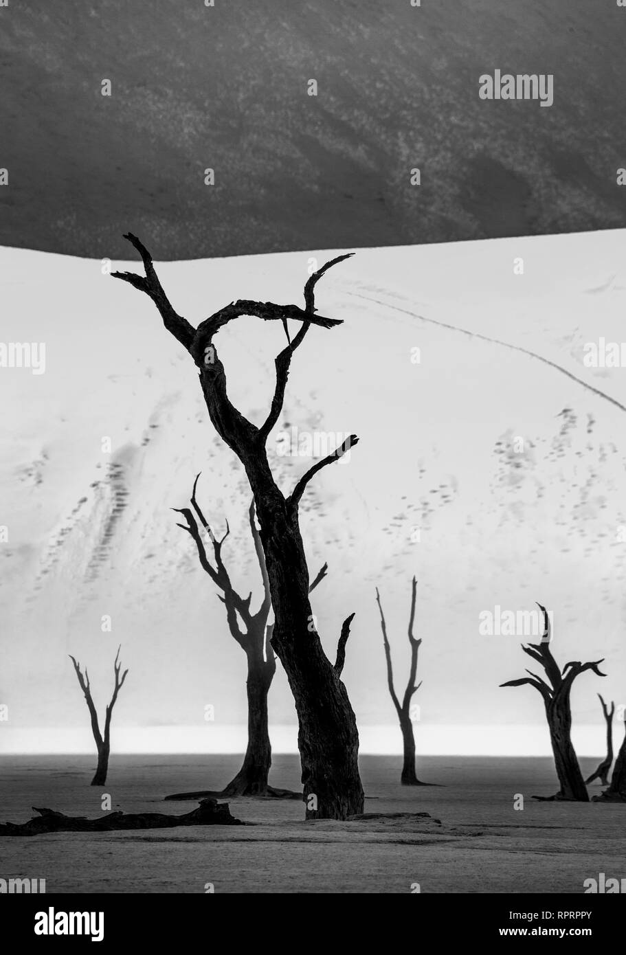 Tote akazie Bäume auf dem Hintergrund der Sanddünen und Streifen von Morgens Nebel. Eine sehr seltene Naturphänomen für diese Orte. Stockfoto