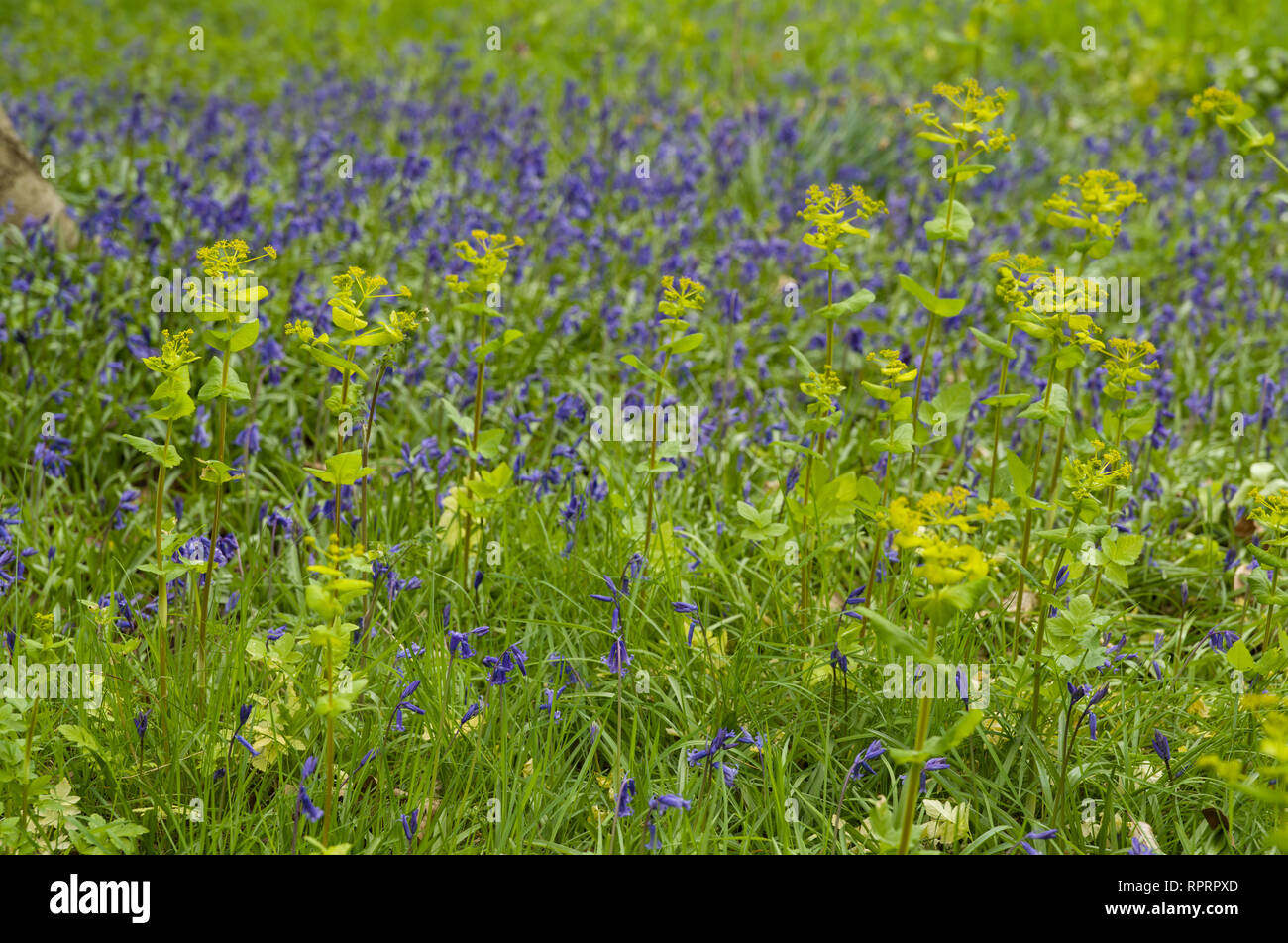 Wunderschöne Bluebells, die im Frühling einladend sind. Stockfoto