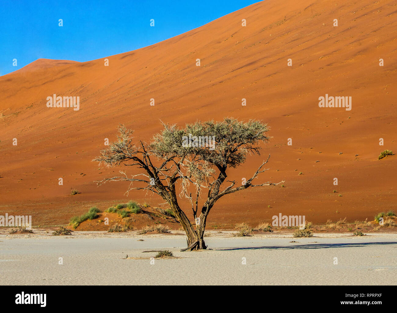 Single Tree auf dem Hintergrund einer schönen Dünen und blauer Himmel. Atemberaubende Licht und Farbe. Afrika. Landschaften Namibias. Sossusvlei. Stockfoto