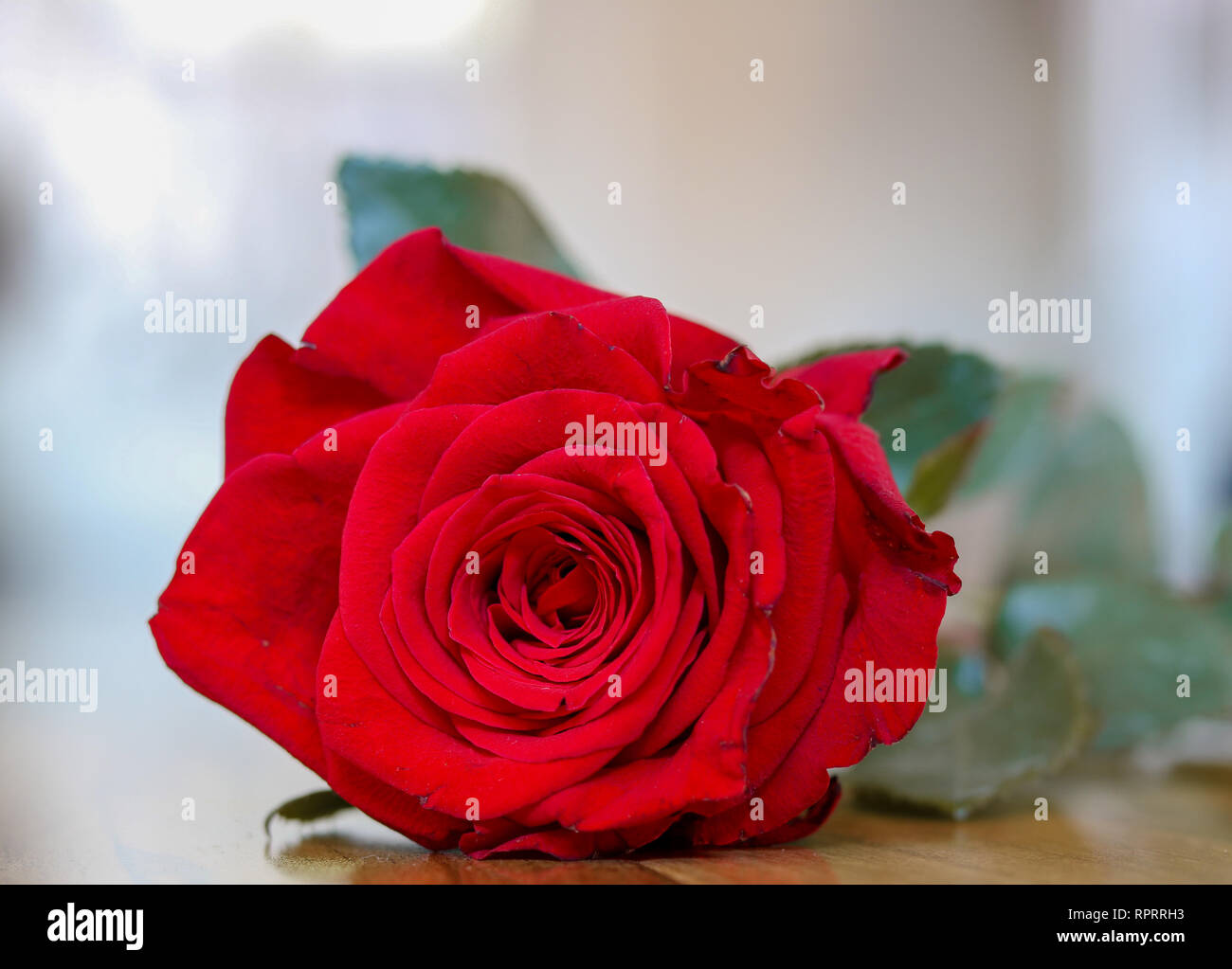 Einzelne rote rose Stockfoto