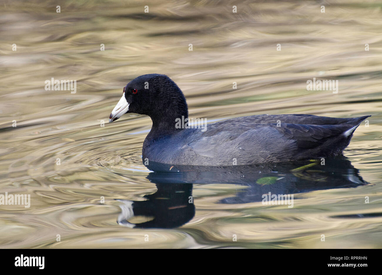 Eine amerikanische Blässhuhn (Fulica americana) schwimmt im Teich aFranklin Canyon, Los Angeles, CA, USA. Stockfoto