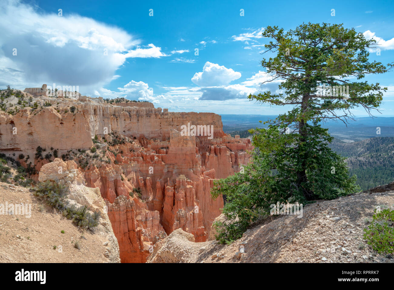 Einer Kiefer am Rande einer Klippe im Bryce Canyon National Park, Utah, United States Stockfoto