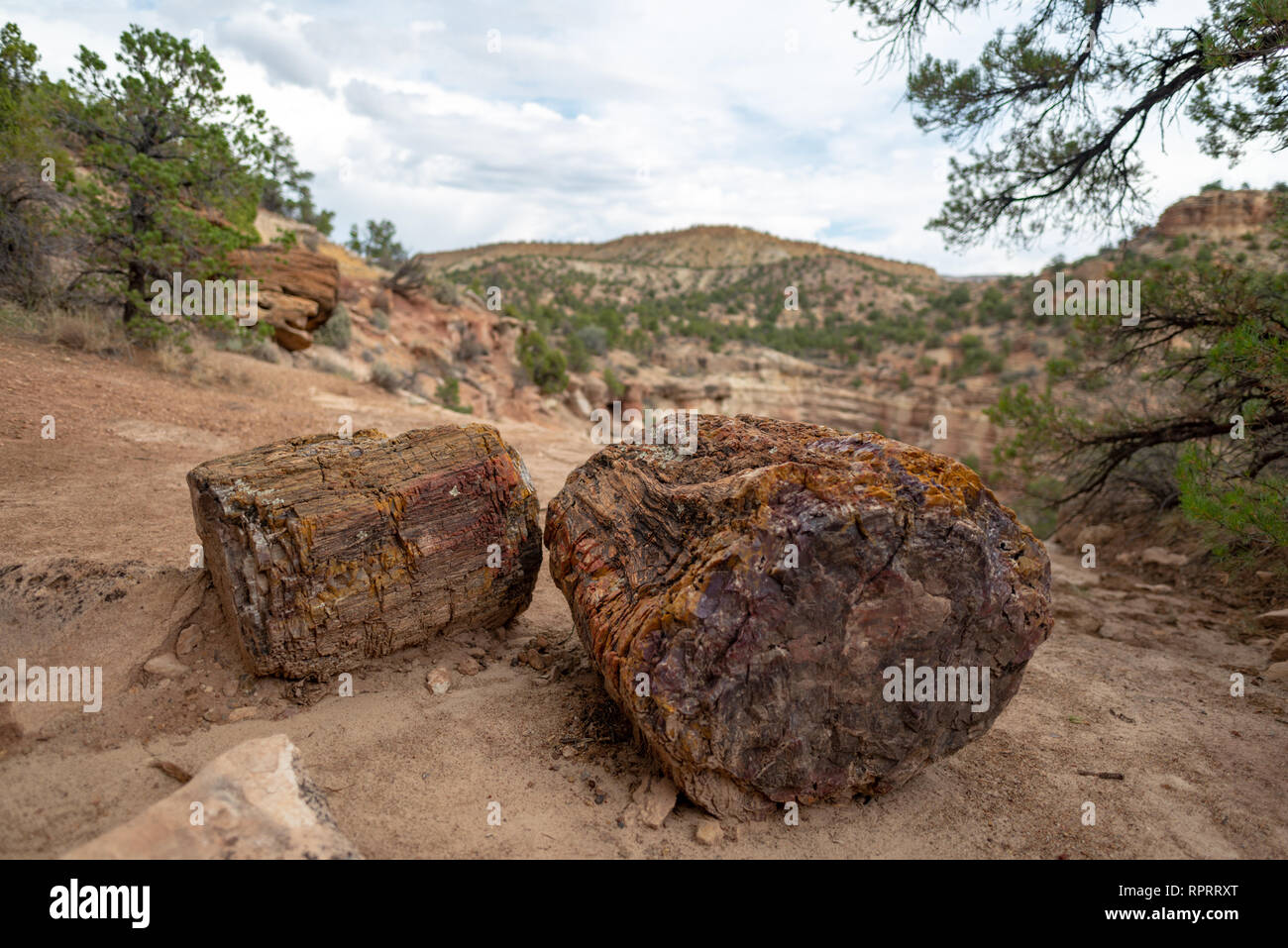 Versteinerter Baumstamm in Escalante Petrified Forest State Park, Utah, United States Stockfoto