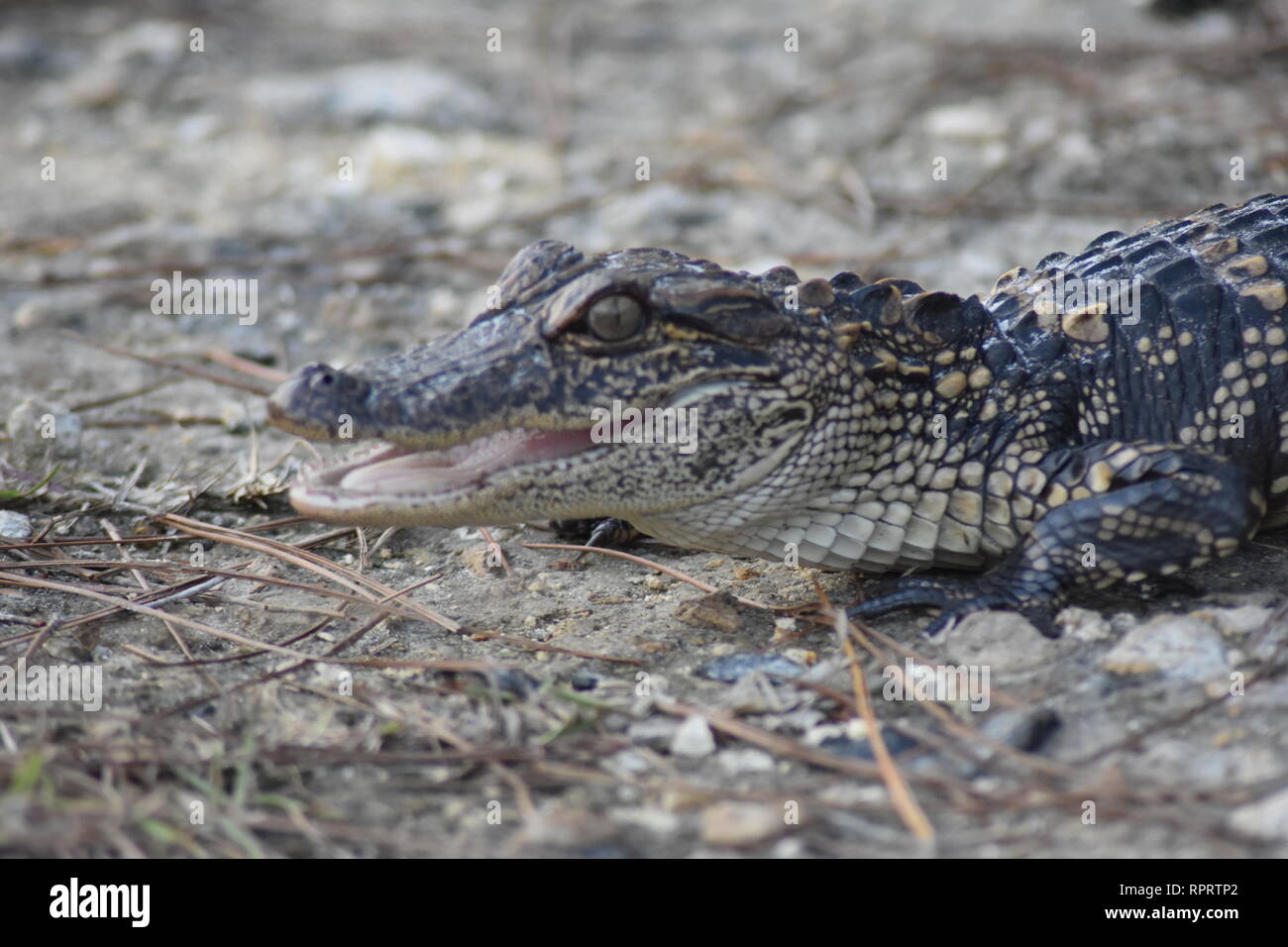 Junger alligator Stockfoto