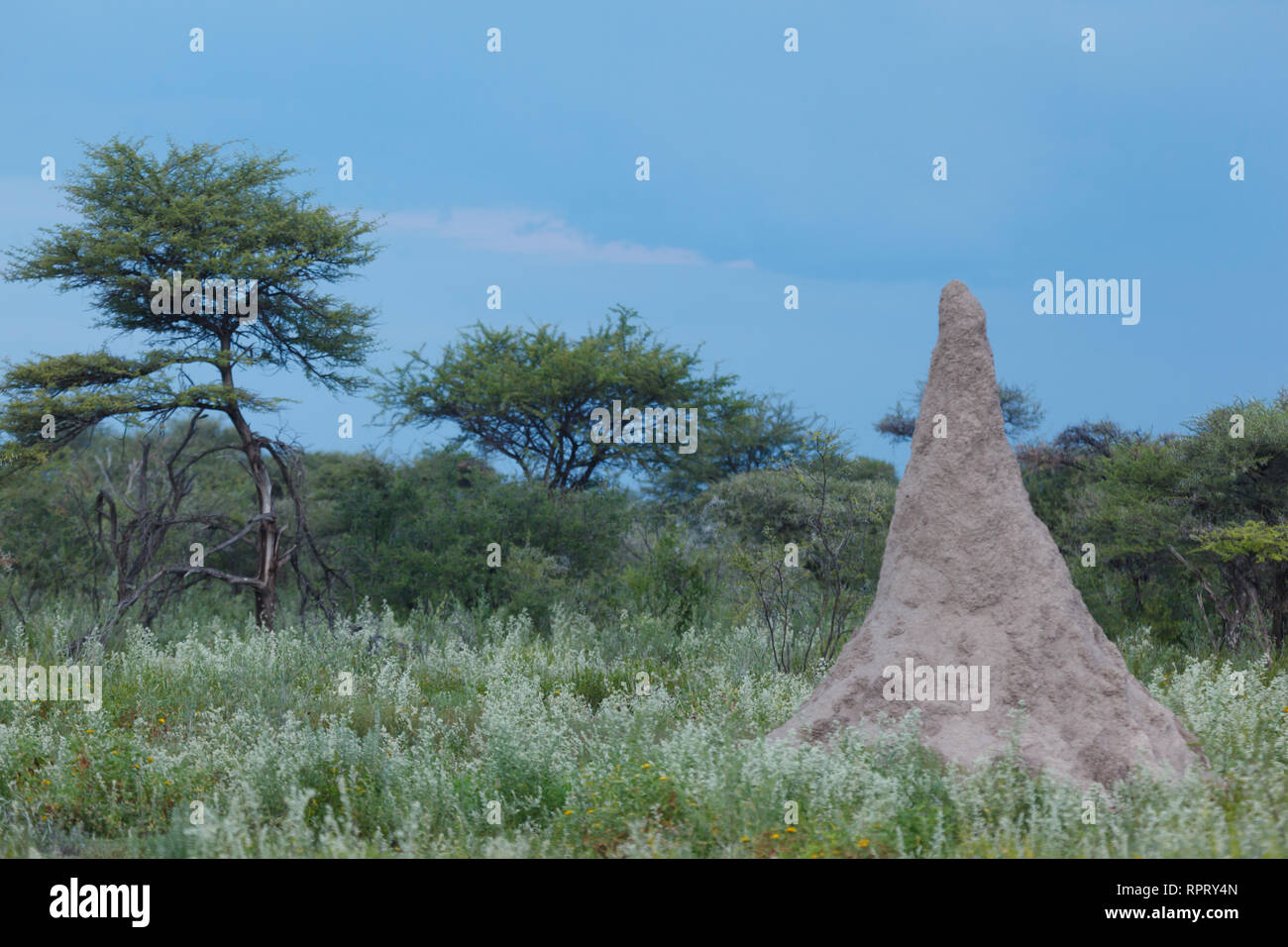 Nahaufnahme der termite Damm Ant Hill im Okavango Delta, Afrika Stockfoto