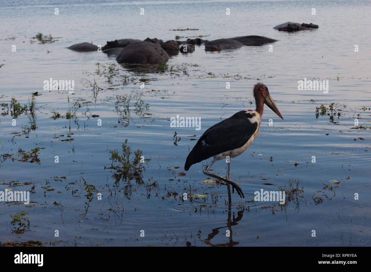 Nahaufnahme eines Klunkerkranich stehen auf einem Fuß in Marsh Stockfoto
