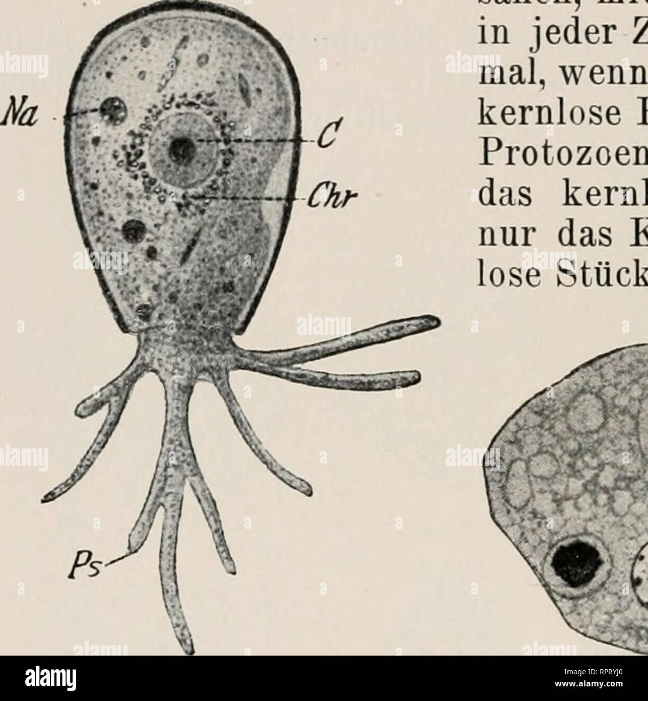 . Allgemeine Zoologie und Abstammungslehre. Evolution; Zoologie. 42 11. Kapitel. langen Faden, ist auch gleichsam mit dem Spiremstadium der Mitose stehen geblieben. Der Faden quergestrichelt erscheint, da chromatische und achromatische Platten miteinander abwechseln. Aehnliche, aber weniger deutlich quergestreifte Kernfäden kommen bei Dipterenlaren auch im Darm, auf der Haut und in anderen Geweben vor. Bedeutung' des Jiernes. Fügungen es schwer hält, genaue Angaben über die Tätigkeit d^Kernes zu machen, so ist es sicher, dass er das ganze Leben der Zelle beherrscht und als ein Zentralorgan derselb Stockfoto