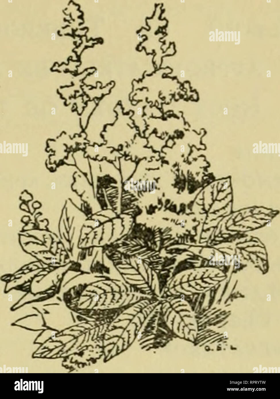 . Alpine Pflanzen. Berg pflanzen; Rock Gardens. Pflanzen FÜR VERSCHIEDENE ZWECKE 195 Euphorbia Characias,, Cyparissias wulfenii Galax aphylla? Helichrysum lanatum Herniaria Hypericum Mertensia alpina Nepeta glechoma variegata Ononis rotundifolia OXALIS variegata Paronychie Polygonum Potentilla Rodgersia pinnata Sagina Saxifraga {verkrustete) Sedum Sempervivum Shortia? Tanacetum argenteum eine Auswahl von Pflanzen Anemone Arenaria Karte amin Corydalis COTULA Cyclamen dodecatheon douglasia Dryas Epigcea Farne, in vielen Sorten Galax Gentiana asclepiadea FRIGIDA FRCELICHII KURROO PUMILA WALLICHIANA Haberl Stockfoto