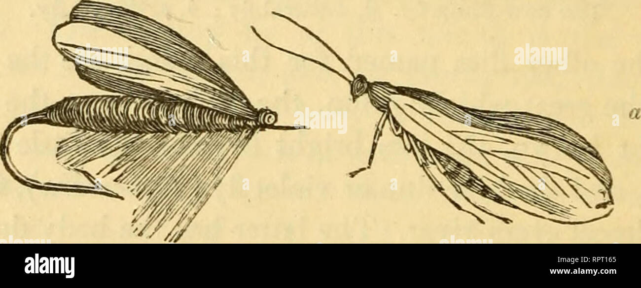 . Alphabet der wissenschaftlichen Angeln für die Anfänger. Fliegenfischen; Köder Angeln; Fischen - Essen; Fische - Fütterung und Futtermittel; Fische - Sinnesorgane. 82 praktische Lektionen im Fluss angeln. Favoriten im Laufe dieses Monats Hkewise, ebenso die verschiedenen Hecheln oder palmers. Eine gute Fliegen für diesen Monat ist der Stein-fly {PJiryganea), der Körper ist mit dunklen Wolle betitelt, Gelb unter die Flügel und Schwanz; oder mit dem dunkel-braunes Haar eines Bären oder die dunkelsten Teile des Ohres Hase, gemischt mit gelben Kammgarn oder mohair; zwei oder drei Haare aus den Schnurrhaaren einer schwarzen Katze sind auch nützlich; die Flügel Stockfoto
